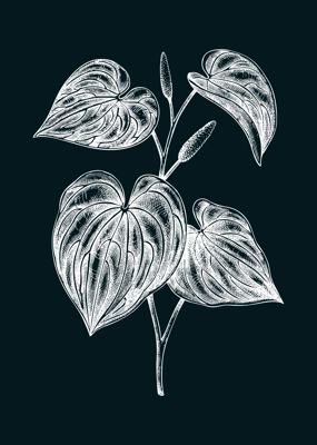 Kava Kava sketch. Apothecary plant drawing. Herbal remedies, medicinal plants, natural medicine hand-drawn vector illustration on chalkboard. NOT AI generated